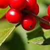 Ilex verticillata 'Spriber', fruit