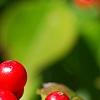 Ilex verticillata 'Spriber', fruit
