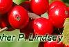 Ilex verticillata 'Spriber', fruit