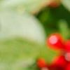 Ilex verticillata 'Spriber', fruit