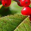 Ilex verticillata 'Spriber', fruit