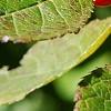 Ilex verticillata 'Spriber', fruit