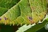Ilex verticillata 'Spriber', fruit