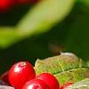 Ilex verticillata 'Spriber', fruit