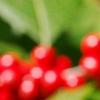 Ilex verticillata 'Spriber', fruit