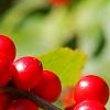 Ilex verticillata 'Spriber', fruit