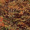 Ilex verticillata 'Bonfire', habit