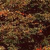Ilex verticillata 'Bonfire', habit