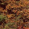 Ilex verticillata 'Bonfire', habit