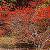 Ilex verticillata 'Bonfire', habit