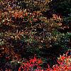 Ilex verticillata 'Bonfire', habit