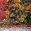 Ilex verticillata 'Bonfire', habit