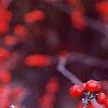Ilex verticillata 'Bonfire', fruit