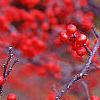 Ilex verticillata 'Bonfire', fruit