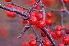 Ilex verticillata 'Bonfire', fruit