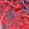 Ilex verticillata 'Bonfire', fruit