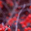 Ilex verticillata 'Bonfire', fruit