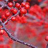 Ilex verticillata 'Bonfire', fruit