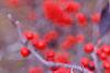 Ilex verticillata 'Bonfire', fruit