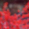 Ilex verticillata 'Bonfire', fruit