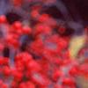 Ilex verticillata 'Bonfire', fruit