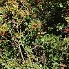 Ilex verticillata 'Firestorm', habit
