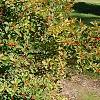 Ilex verticillata 'Firestorm', habit