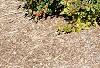 Ilex verticillata 'Firestorm', habit