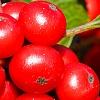 Ilex verticillata 'Firestorm', fruit