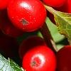 Ilex verticillata 'Firestorm', fruit
