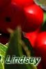 Ilex verticillata 'Firestorm', fruit