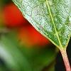 Ilex verticillata 'Firestorm', fruit