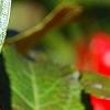 Ilex verticillata 'Firestorm', fruit