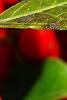 Ilex verticillata 'Firestorm', fruit