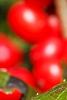 Ilex verticillata 'Firestorm', fruit
