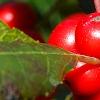 Ilex verticillata 'Firestorm', fruit