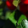 Ilex verticillata 'Firestorm', fruit