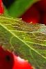 Ilex verticillata 'Firestorm', fruit