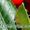 Ilex verticillata 'Firestorm', fruit