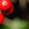 Ilex verticillata 'Firestorm', fruit