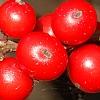 Ilex verticillata 'Firestorm', fruit