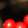 Ilex verticillata 'Firestorm', fruit