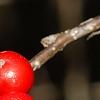 Ilex verticillata 'Firestorm', fruit