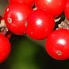 Ilex verticillata 'Firestorm', fruit