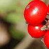 Ilex verticillata 'Firestorm', fruit