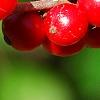 Ilex verticillata 'Firestorm', fruit