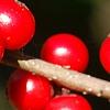 Ilex verticillata 'Firestorm', fruit