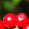 Ilex verticillata 'Firestorm', fruit