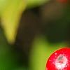 Ilex verticillata 'Firestorm', fruit