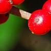 Ilex verticillata 'Firestorm', fruit
